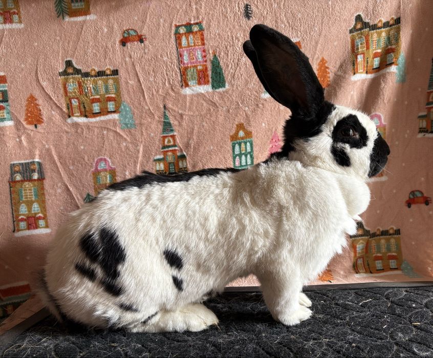 Olbrzym srokacz czarny samica