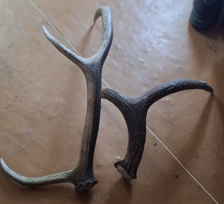 Рога оленя великі та малі