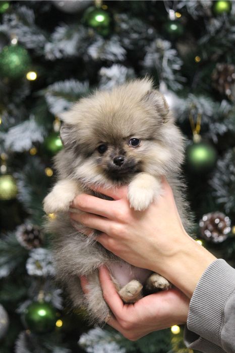 Девочка шпиц ,щенки шпица не дорого