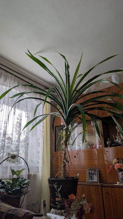 Dracena duża ponad 200 cm na 150 cm palma