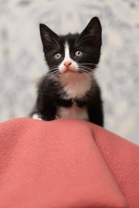 Kocięta do adopcji