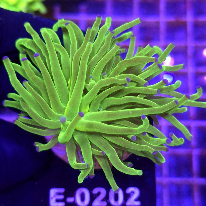 Euphyllia Glabrescens Green Blue tips 1 głowa WYSIWYG koralowce LPS Kraków Kingdom of Corals