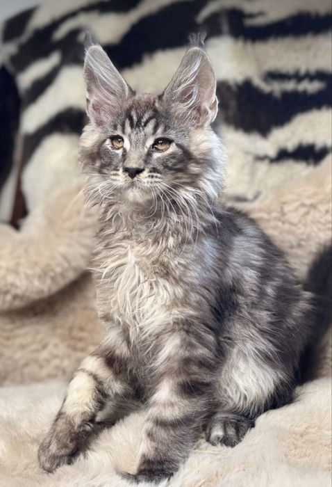Maine Coon kocurek polidactyl