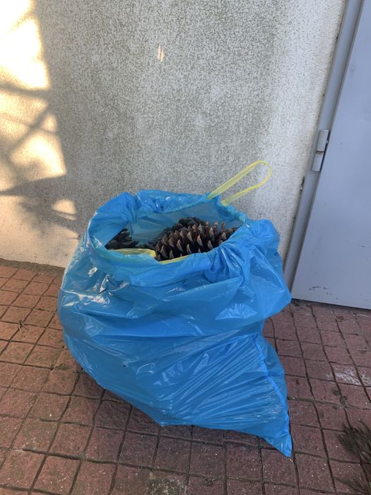 Saco de 30 pinhas naturais