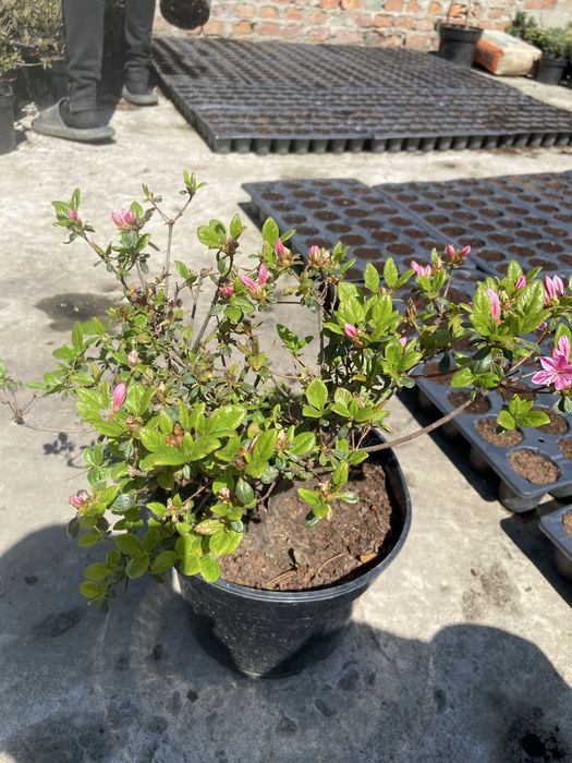 квіти Азалія 400