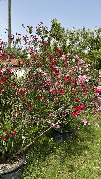 Oleander 10 letni 200-250cm