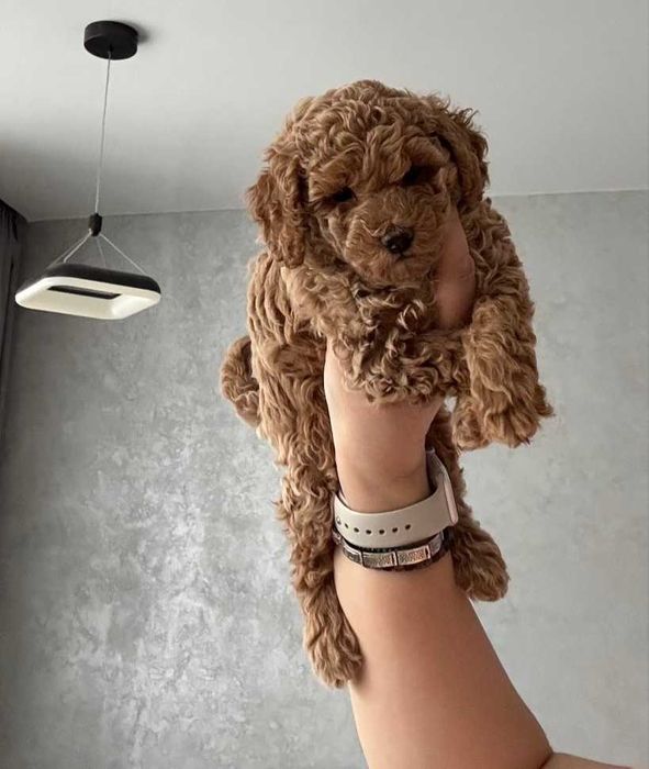 Мальчик той пудель. Коричнево - перламутровый окрас.