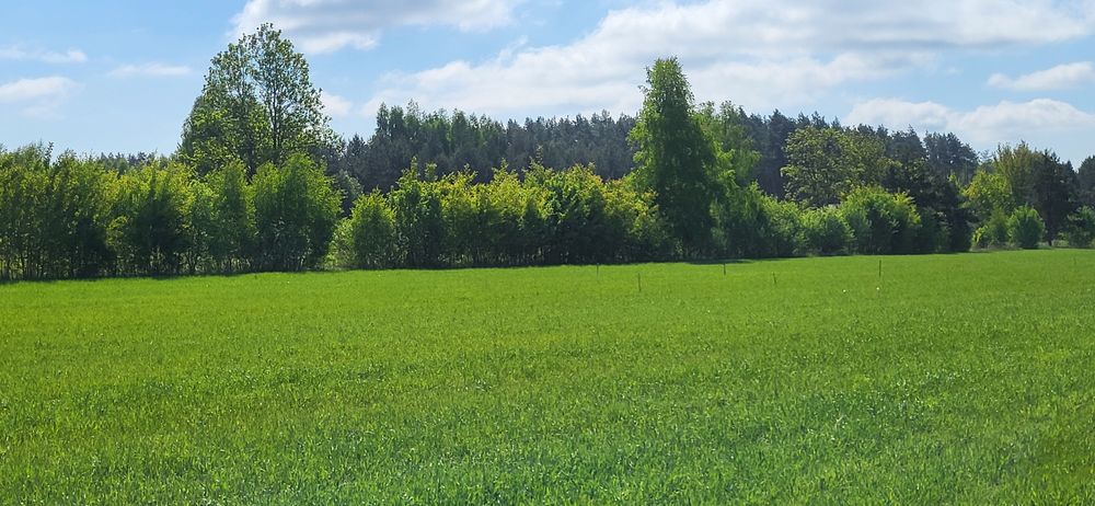 Sprzedam działkę w pomigaczach - Widok 3