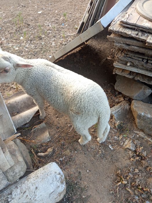 Animais de quinta