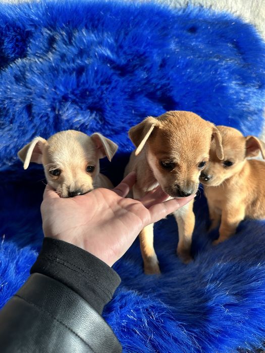 Цуценята той терʼєр