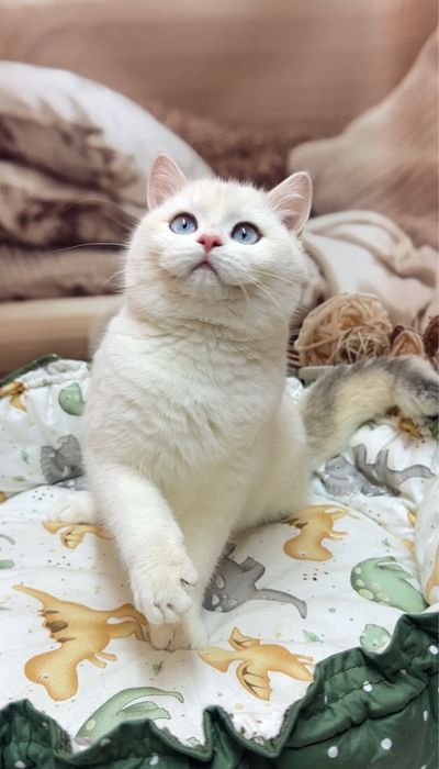 Голубоокий Хлопчик 4 міс