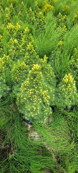 Świerk Biały Conica 30-140 cm poznan wolsztyn konika swierki