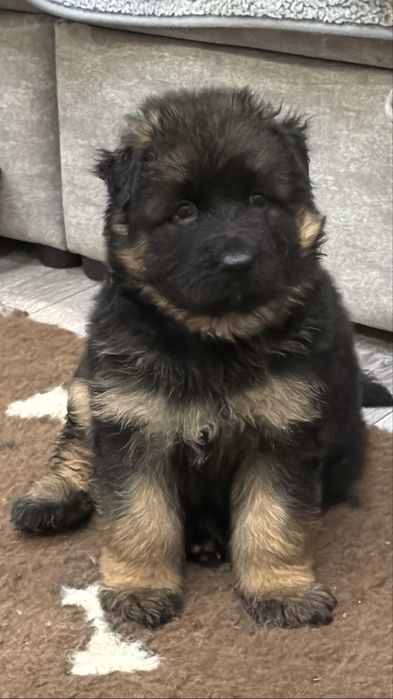 Цуценята німецької вівчарки КСУ