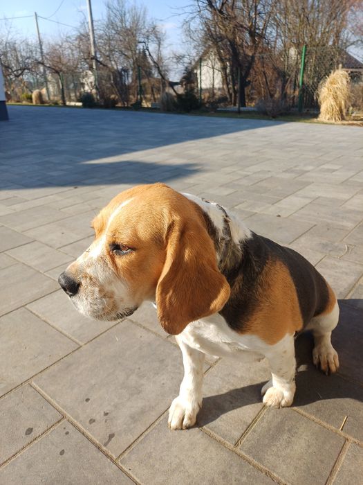 Suczka beagle 4letnia