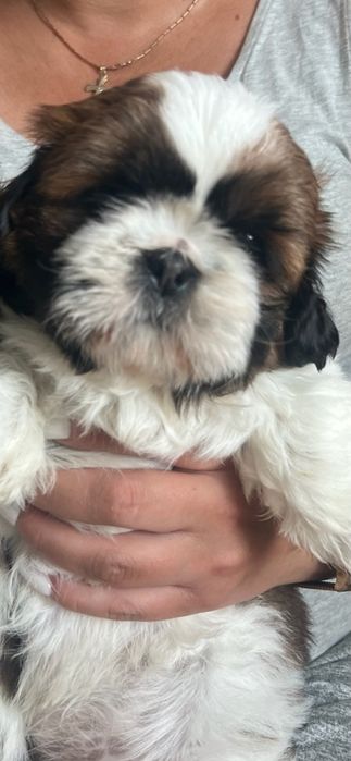 SHIH-TZU Pieski z Rodowodem