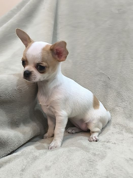 Suczka Chihuahua krótkowłose