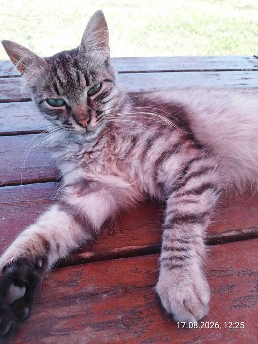 Котята. Отдам. Дніпро