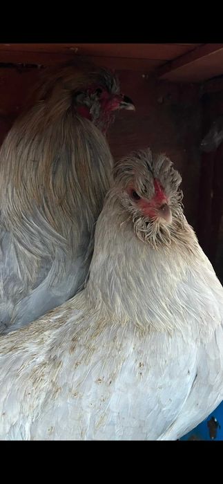 Ovos galados de araucana inglesa