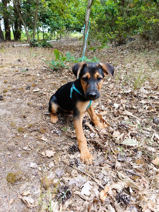 Maluszek do adopcji  mama waży  9 kg