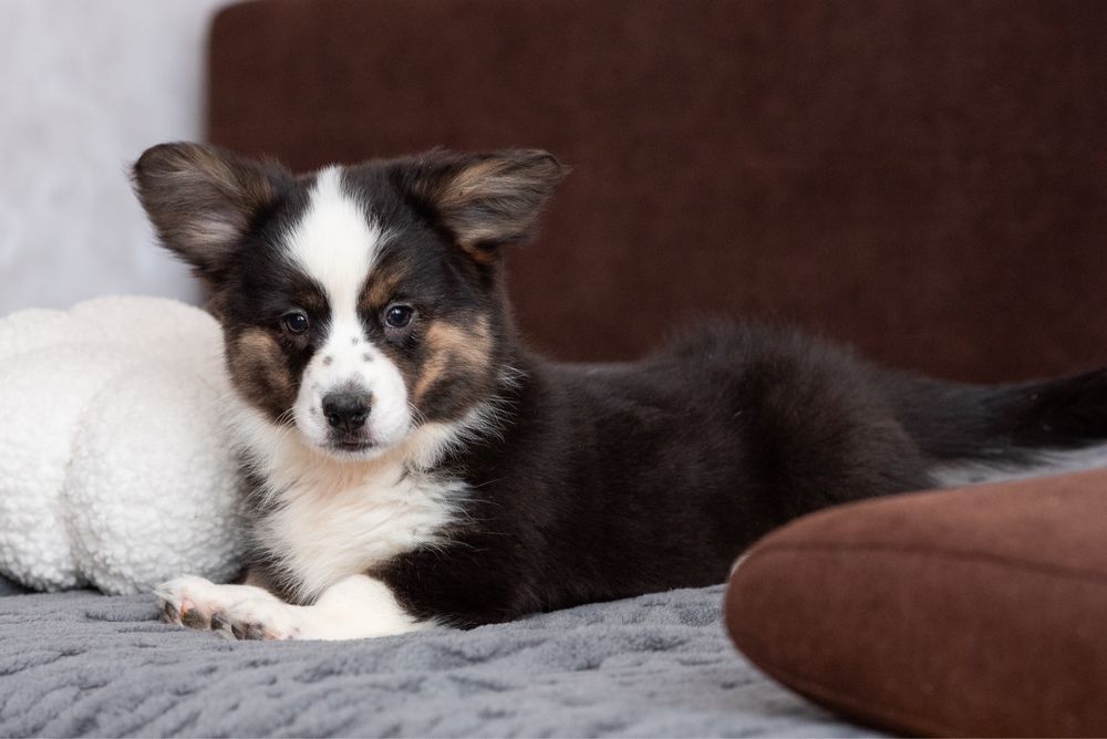 Прекрасні цуценята породи вельш коргі кардиган