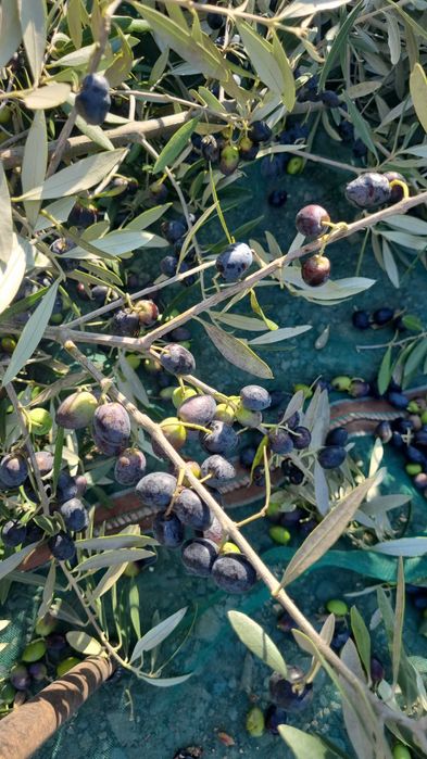 Azeite Excelente- Produção familiar na região da Bairrada