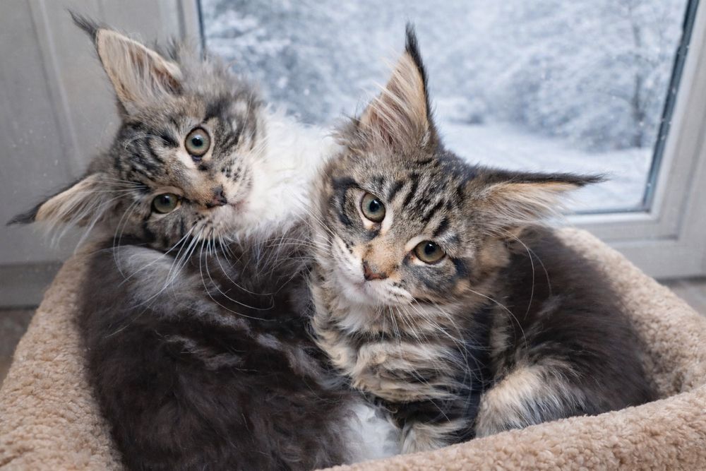 Кошенята котята мейн-кун