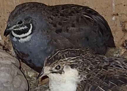 Przepiórki chińskie i japońskie