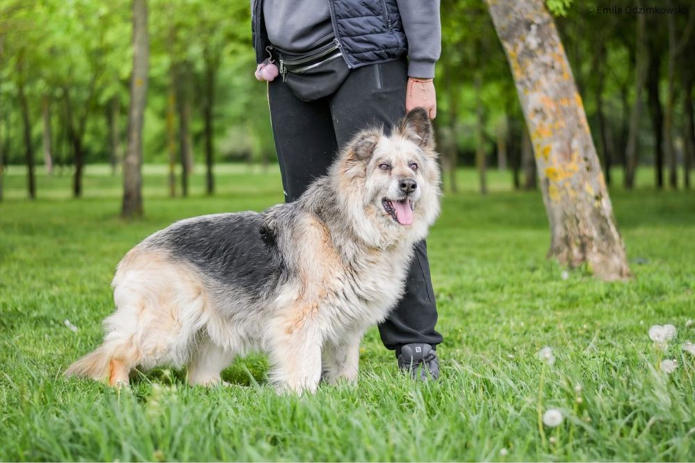 Ramona-starsza cudowna towarzyska suczka do pilnej adopcji
