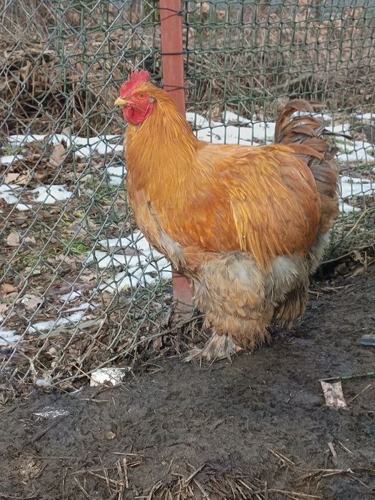 Kogut  Kochin Olbrzymi