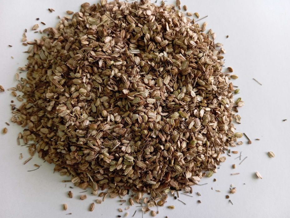 nasiona arcydzięgiel zbiór 2024