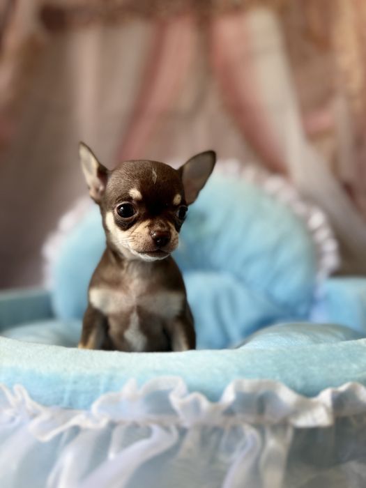 Chihuahua  chlopczyk  do odbioru