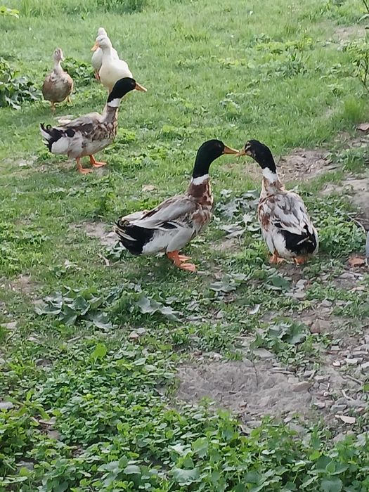 Kaczory Staropolskie i Pekin