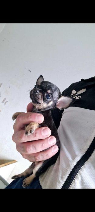 Chihuahua  mesmo pequeno