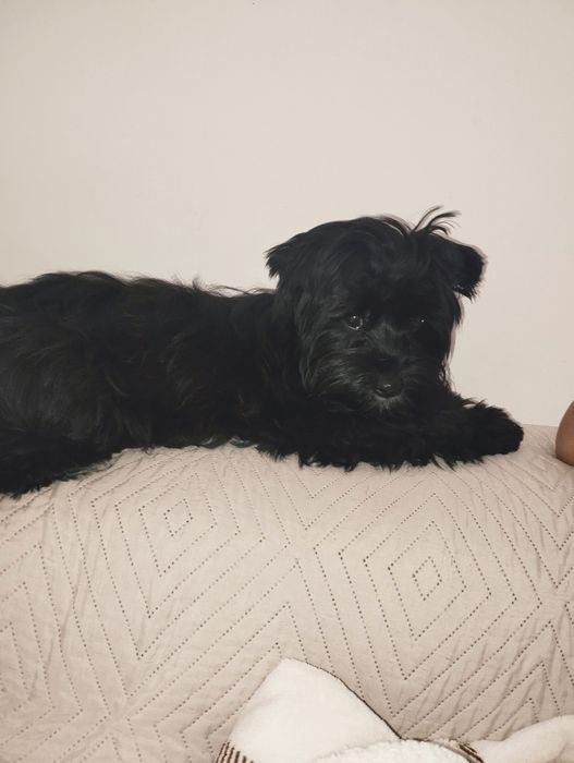 Femea Yorkshire Terrier