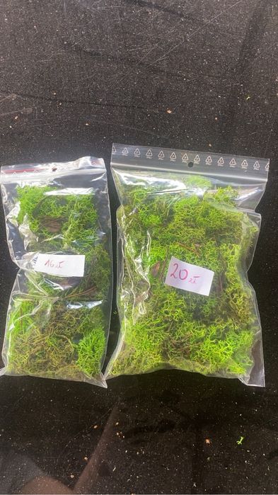 Mech chrobotek do terrarium
