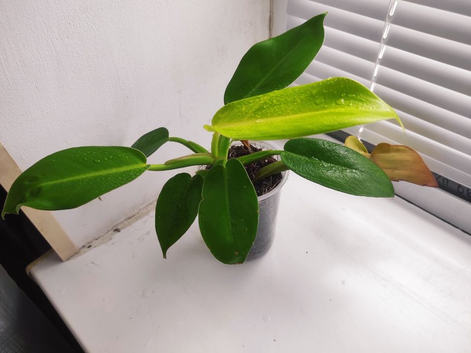 Philodendron Sunlight red splash/Филодендрон Санлайт ред сплеш
