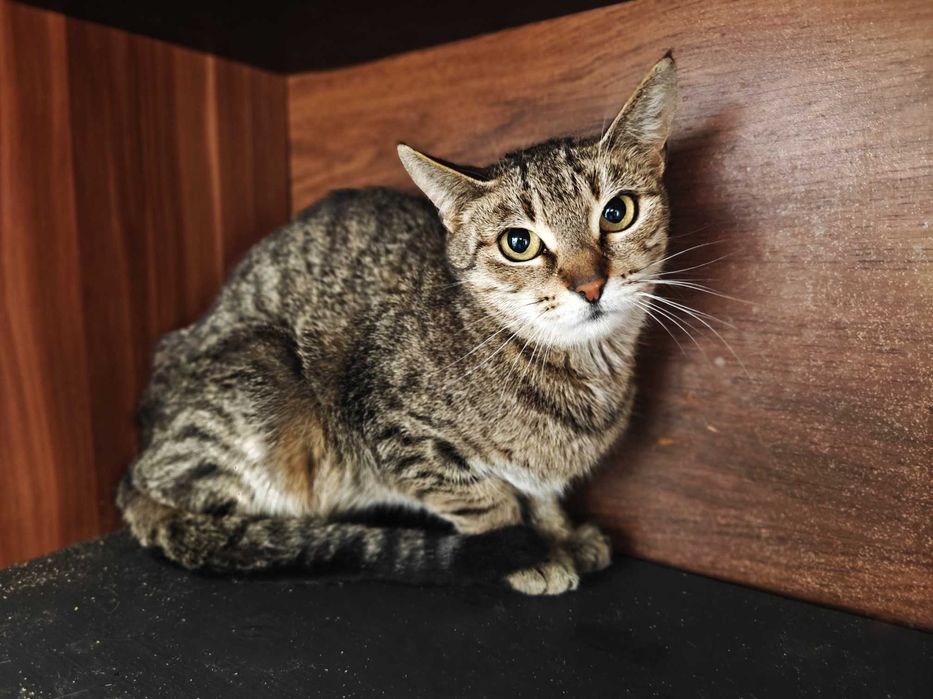 5місячна Мірея шукає свій дім, кішка кошеня кот кіт котенок