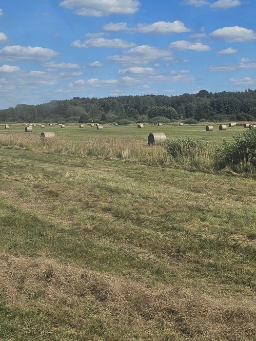 Siano suche bez deszczu