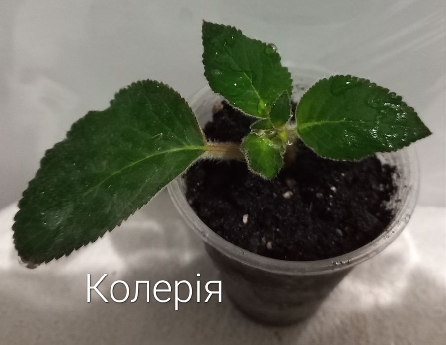 Кімнатні рослини. Тільки Львів.