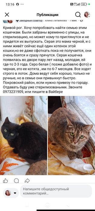Стерилизованны кошечки бесплатно. Кошка даром. Котенок. Котята. Срочно