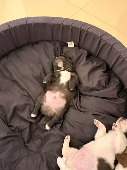 Чудові два хлопчики.