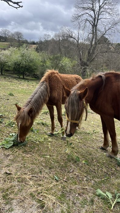 Vendo Cavalos Mansos !!
