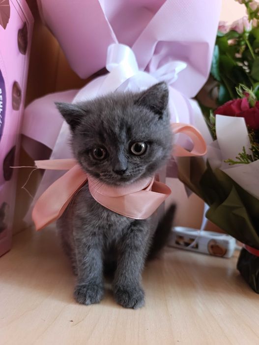 Шотландець голубий окрас(плюшевий короткошерствий)