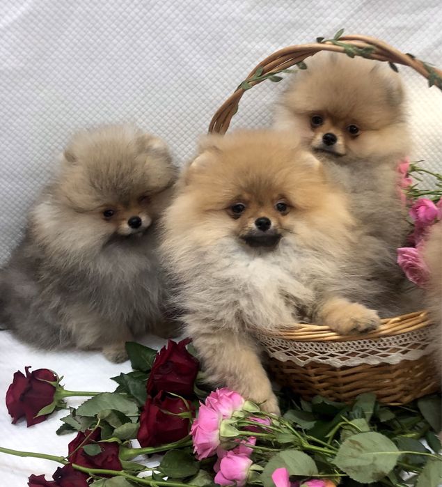 Померанські шпіци.Львів.КСУ.