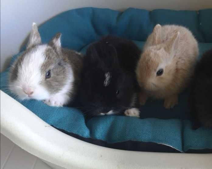 KIT Coelhos anões mini holandês e teddy muito dóceis e brincalhões