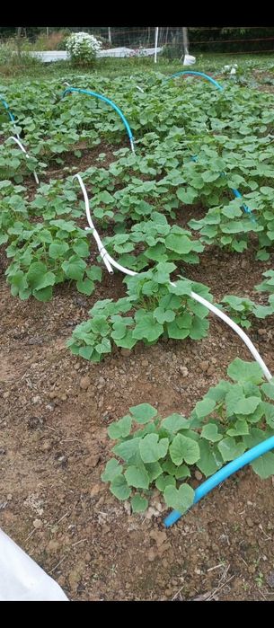 Nasiona kolekcjonerskie ogórka gruzińskiego