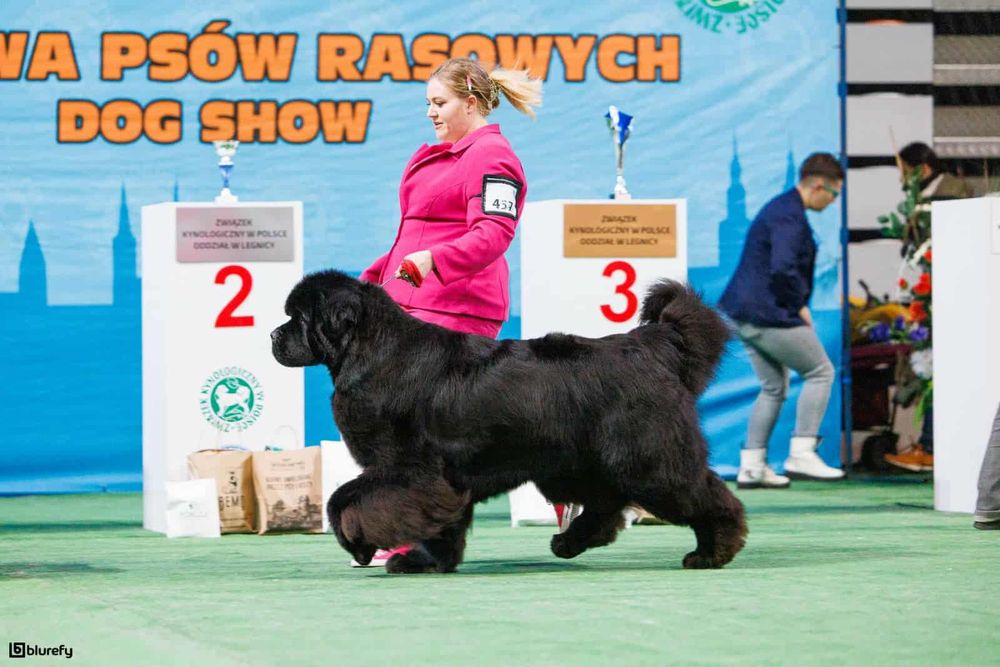 Nowofundlad szczenięta ZKwP FCI