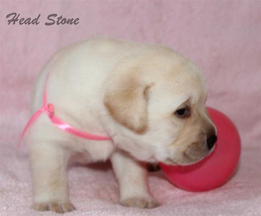 Щенки Лабрадора ретривера