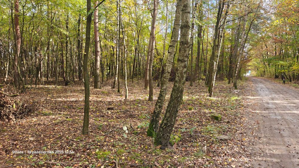 Działka Feliksin - Widok 4