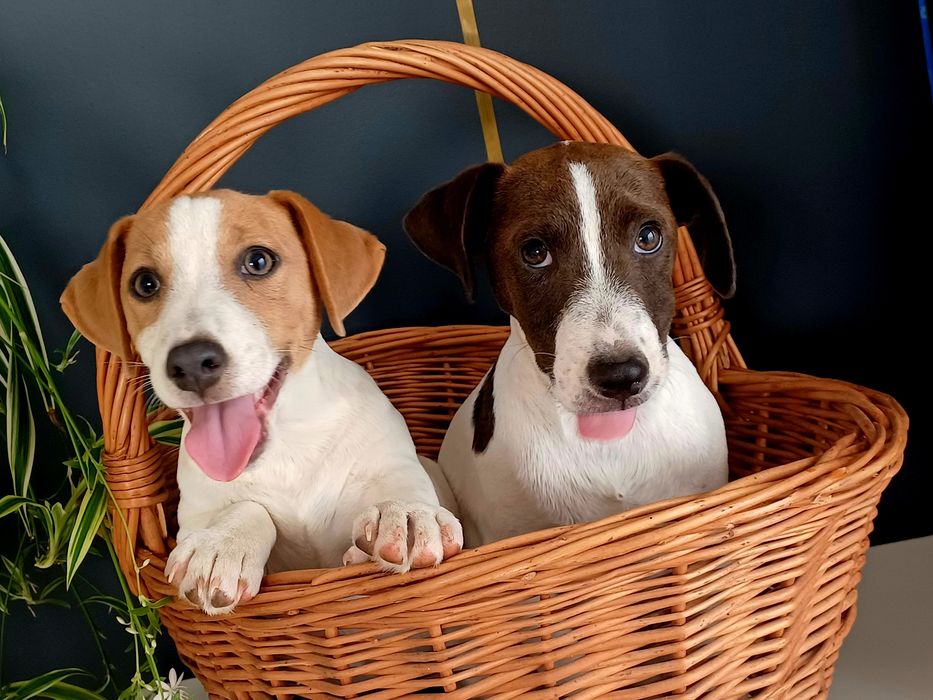 Piesek Jack Russell Terier